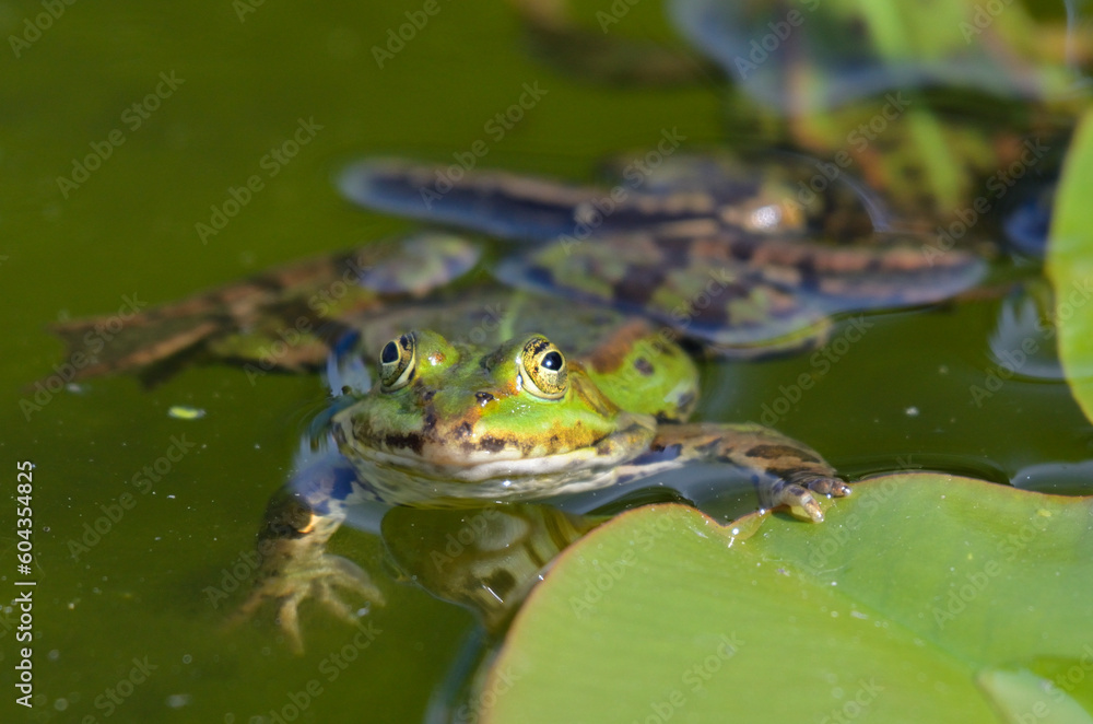 Portrait of an edible frog, clinging at a water lily Portrait of an edible frog, clinging at a water lily