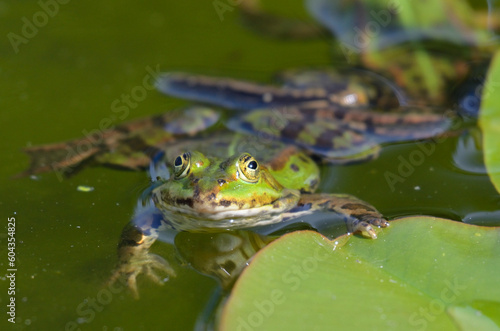 Portrait of an edible frog, clinging at a water lily © Christian