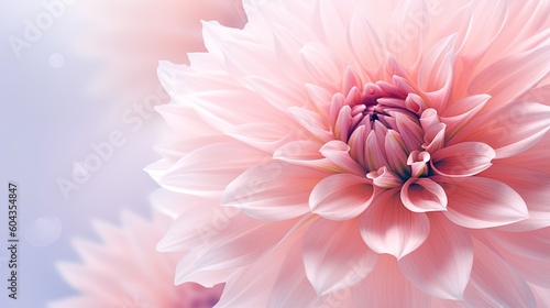 Foto Dahlia in pale pink background, close-up of dahlia bloom, blurred focus