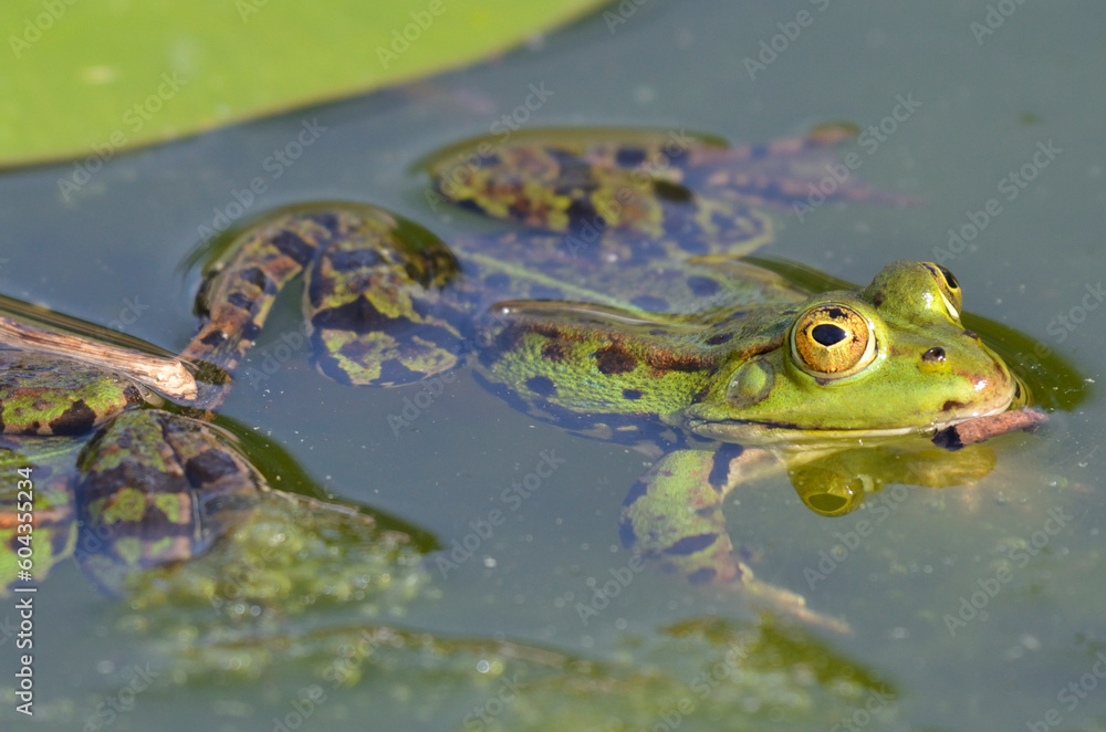 Portrait of an edible frog at the botanical garden in Kassel Portrait of an edible frog at the botanical garden in Kassel