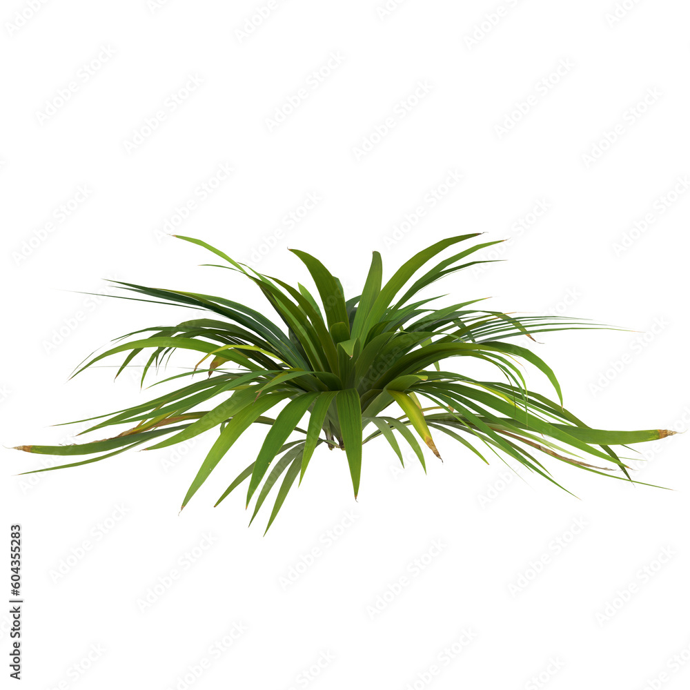 3d illustration of setaria palmifolia plant isolated on transparent background