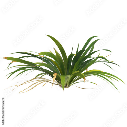 3d illustration of setaria palmifolia plant isolated on transparent background photo