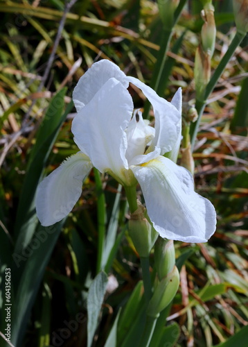 Delicate White Petals of Iris Flower