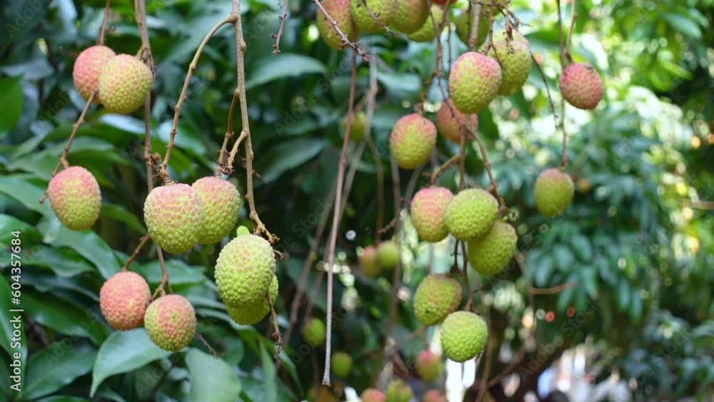 Yellow-green fresh lychee fruit on the lychee tree in the garden. Yellow-green fresh lychee fruit on the lychee tree in the garden.