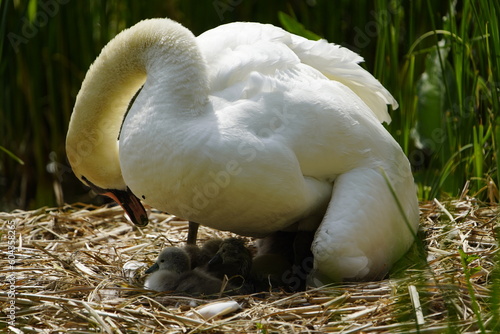 Mute Swan with 4 young and 2 unhatched eggs in the nest (Cygnus olor) Anatidae family. Hanover, May 20, 2023. Germany. photo