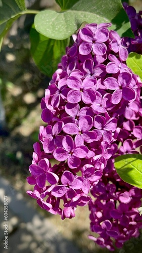 purple flowers