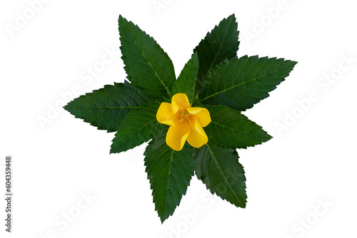 Top view of yellow flower of Damiana or Turnera Diffusa bloom in the garden isolated on white background included clipping path.