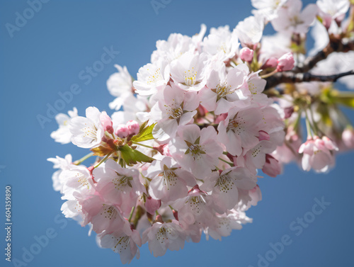 Captivating High-Resolution Cherry Blossom Stock Photo - Perfect for Marketing & Web Use (Generative AI)