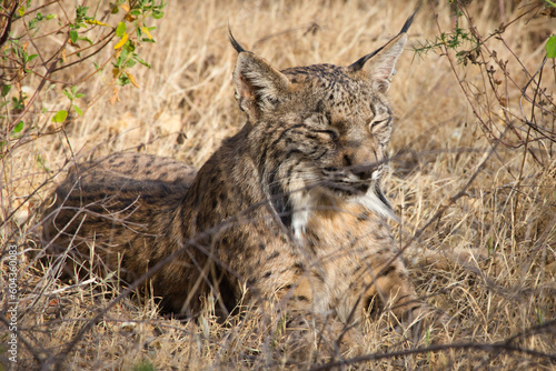 Lince 02