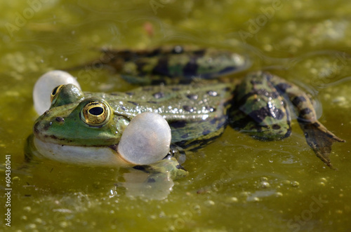 Portrait of a singing edible frog, showing his vocal sacs