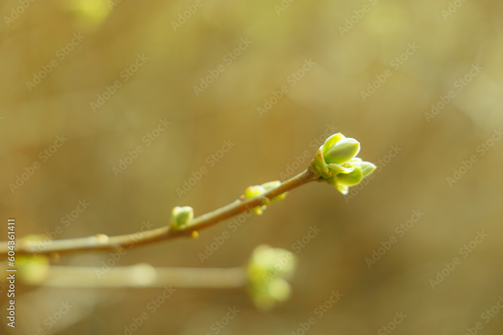 Blurred spring background with a twig with blossoming leaves in the foreground. Selective focus. Blurred spring background with a twig with blossoming leaves in the foreground. Selective focus.
