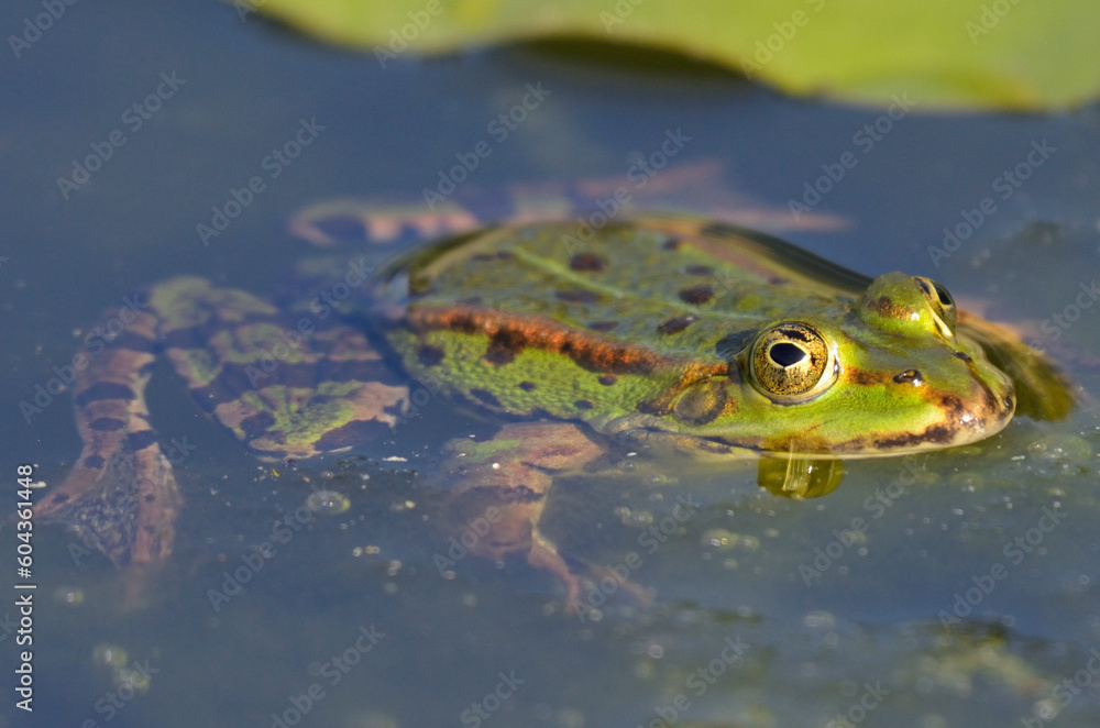 Portrait of an edible frog at the botanical garden in Kassel