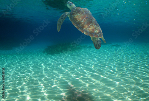 a green turtle in the crystal clear waters of the caribbean sea © gustavo