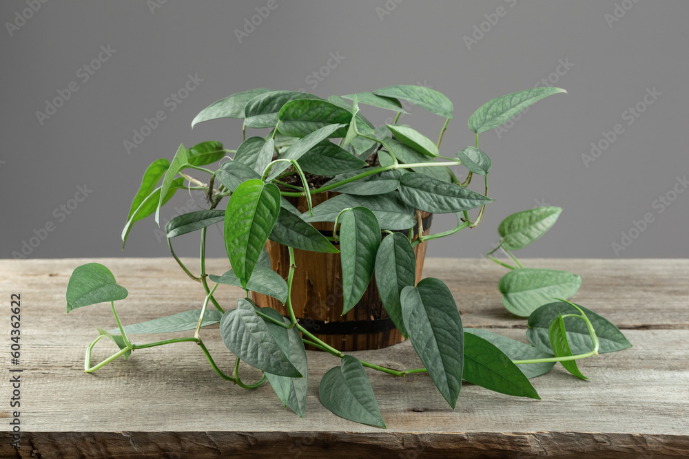 Naklejka premium Epipremnum Pinnatum Cebu Blue Plant on the Table