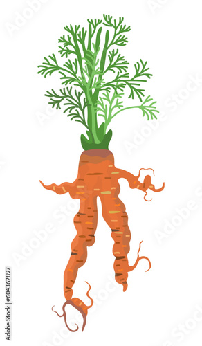 Ugly imperfect carrot. Vector isolated illustration. Realness concept.
