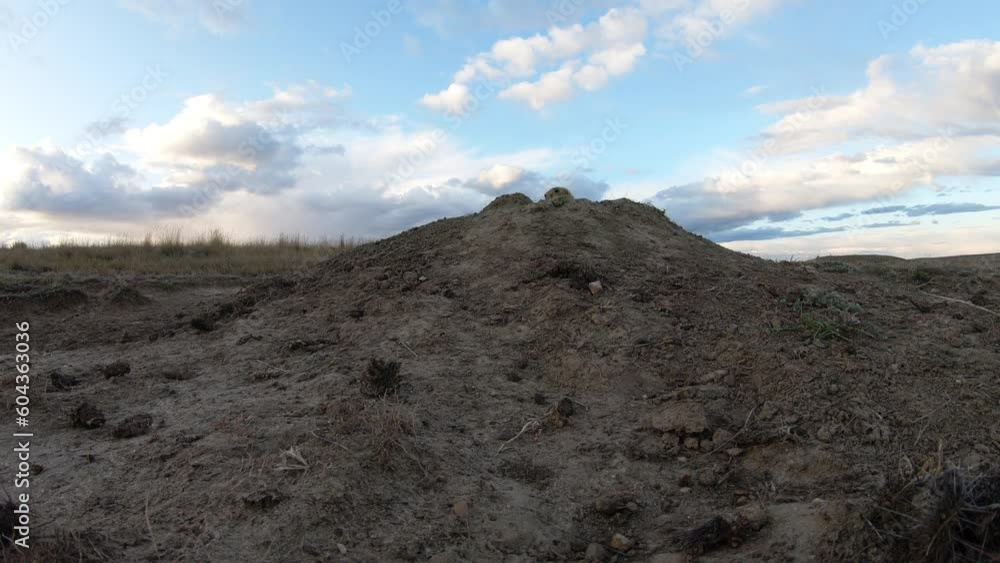 Close prairie dog emerges from burrow as beautiful sky Close prairie dog emerges from burrow as beautiful sky