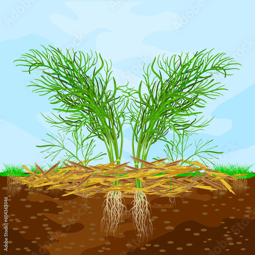 Mulch gardening concept with dill, mulch, soil and sky.Mulching of plants, vegetables and soil protection. Woody waste using as mulch. Agriculture countryside outdoor seasonal work.Vector illustration