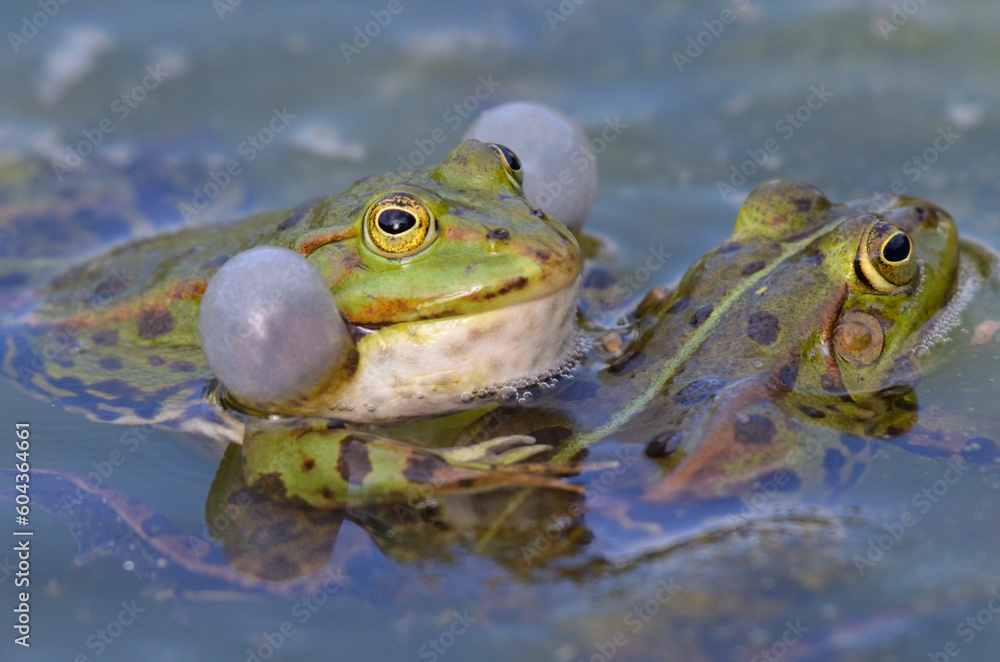 Portrait of a singing edible frog, trying to mate Portrait of a singing edible frog, trying to mate
