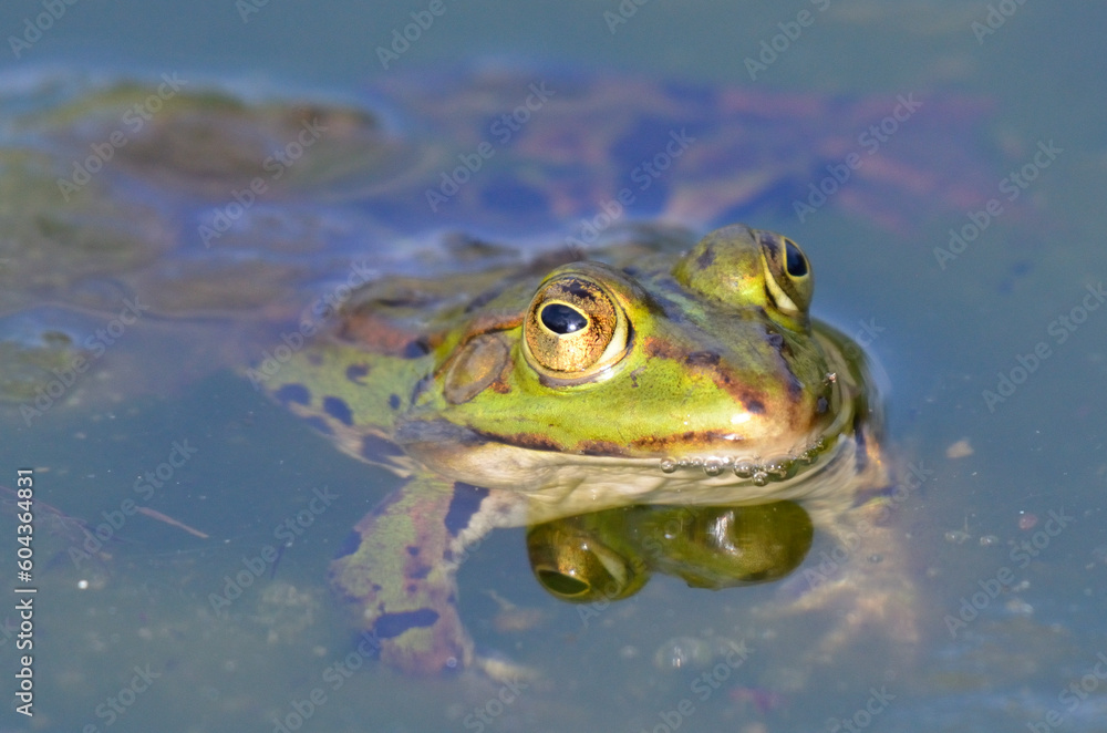 Portrait of an edible frog at th botanical garden, Kassel Portrait of an edible frog at th botanical garden, Kassel