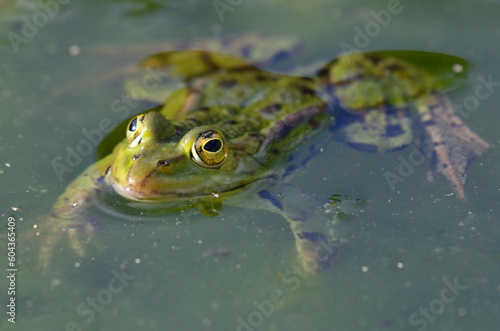 Portrait of an edible frog at th botanical garden, Kassel