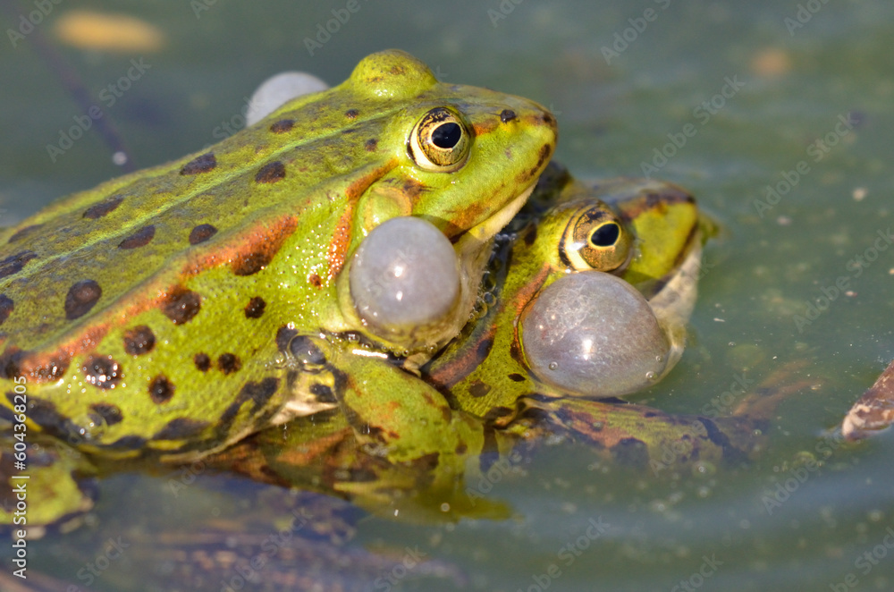 Obraz premium Edible frogs are making love, botanical garden, Kassel
