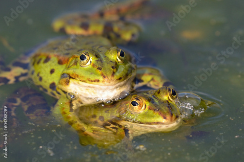 Edible frogs are making love, botanical garden, Kassel