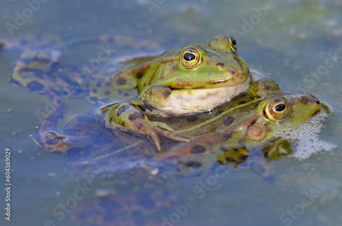 Edible frogs are making love, botanical garden, Kassel © Christian
