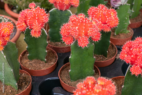 Red Moon Cactus Gymnocalycium close up. photo