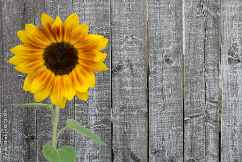 Sunflower against a weathered fence copy space