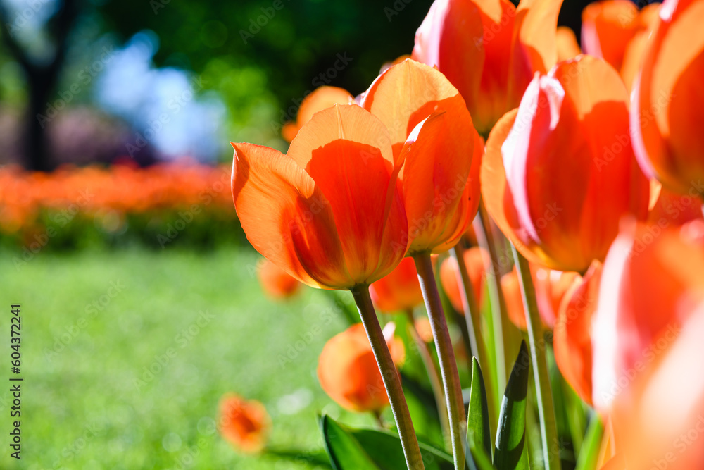 Fototapeta premium Flowerbed with red tulips in the park.