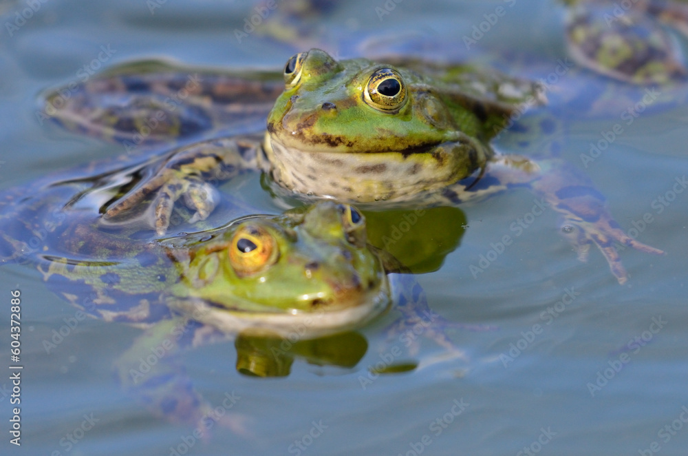 Romantic love: A frog is gently touching his girlfriend