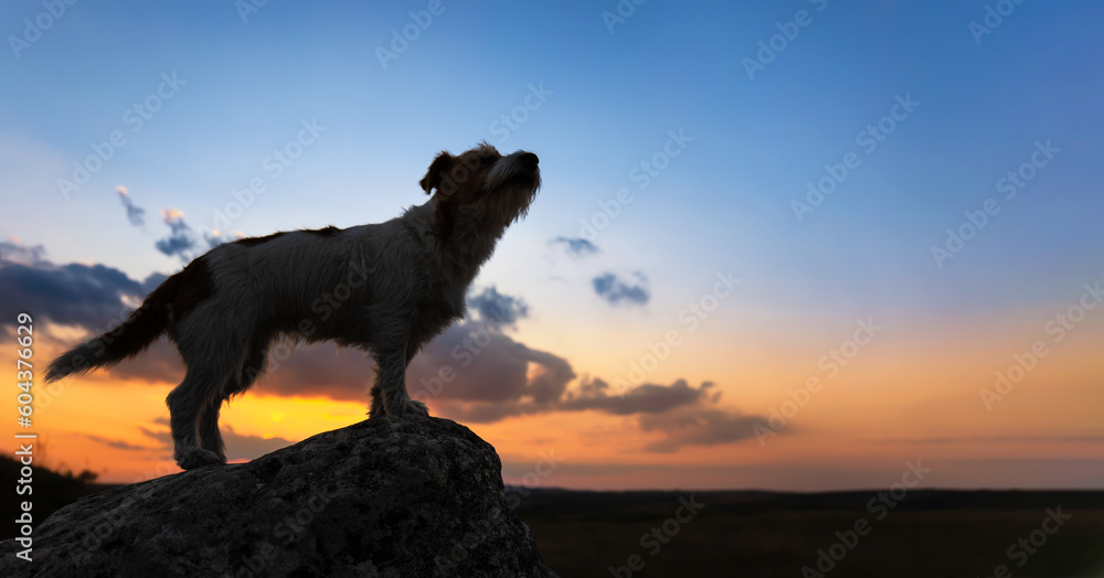 Silhouette of a howling dog on a rock in the sunset on blue sky background. Web banner with copy space. Dog travelling or hiking. Silhouette of a howling dog on a rock in the sunset on blue sky background. Web banner with copy space. Dog travelling or hiking.
