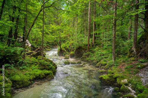 Waldbach im Laubwald