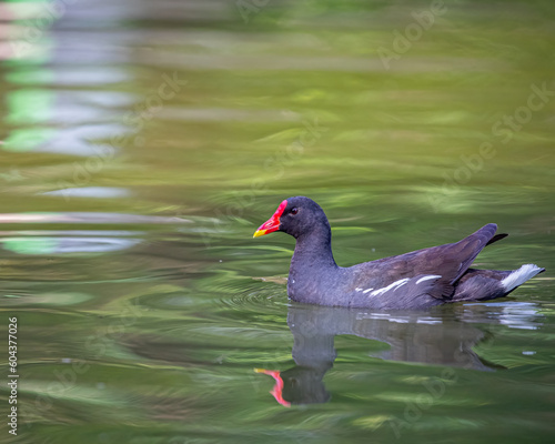 Foto A Eurasian Waterhen swimming