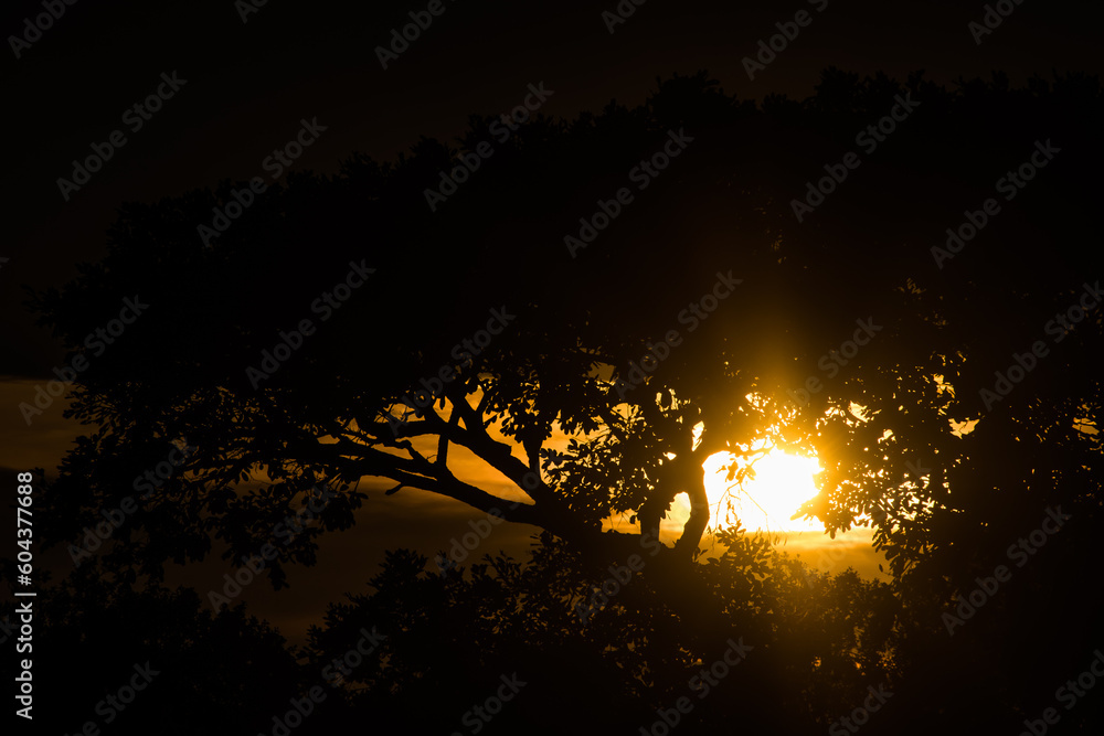 Beautifully colorful sunset viewed through typical African shaped tree on horizon, in Zimbabwe in region called Marondera 