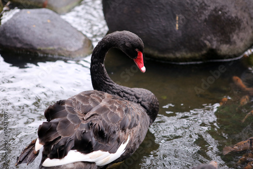 Focus on a beautiful black swan in a pond at a zoo in Malang, East Java