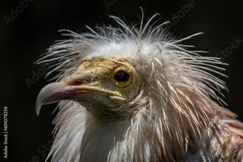 Portrait of Egyptian Vulture  Odd-looking  pale  medium-sized vulture with a bare  solemn-looking yellow face. The bill is narrow with a black tip