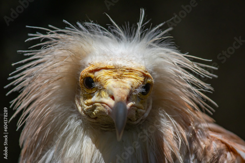 Portrait of Egyptian Vulture, Odd-looking, pale, medium-sized vulture with a bare, solemn-looking yellow face. The bill is narrow with a black tip photo