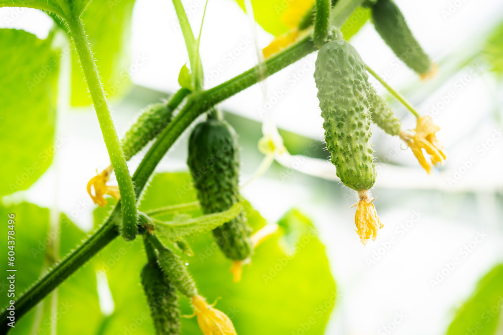Green fresh cucumbers Green fresh cucumbers