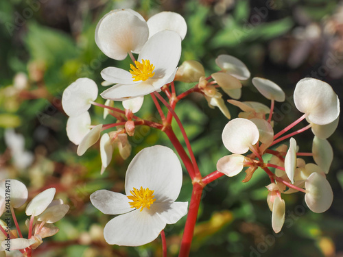Wax Begonia or Dragon Wing, pure white flowers with yellow stamens and pink stems, close up. Begonia semperflorens or Cane begonia is perennial flowering plant in the family Begoniaceae.
