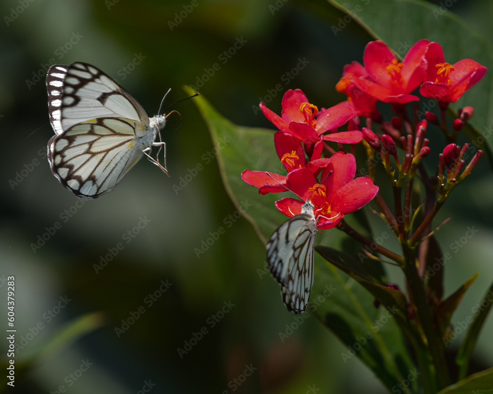 A pair of pioneer white butterflies A pair of pioneer white butterflies