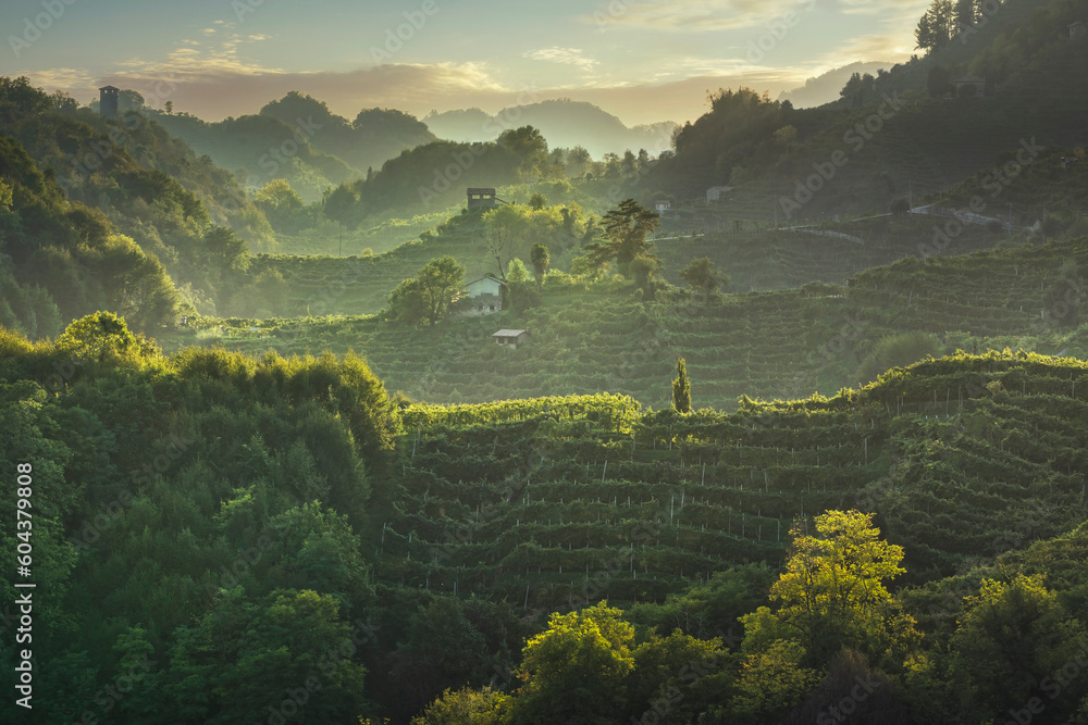 Prosecco Hills hogback, vineyards at sunset. Unesco Site. Veneto, Italy