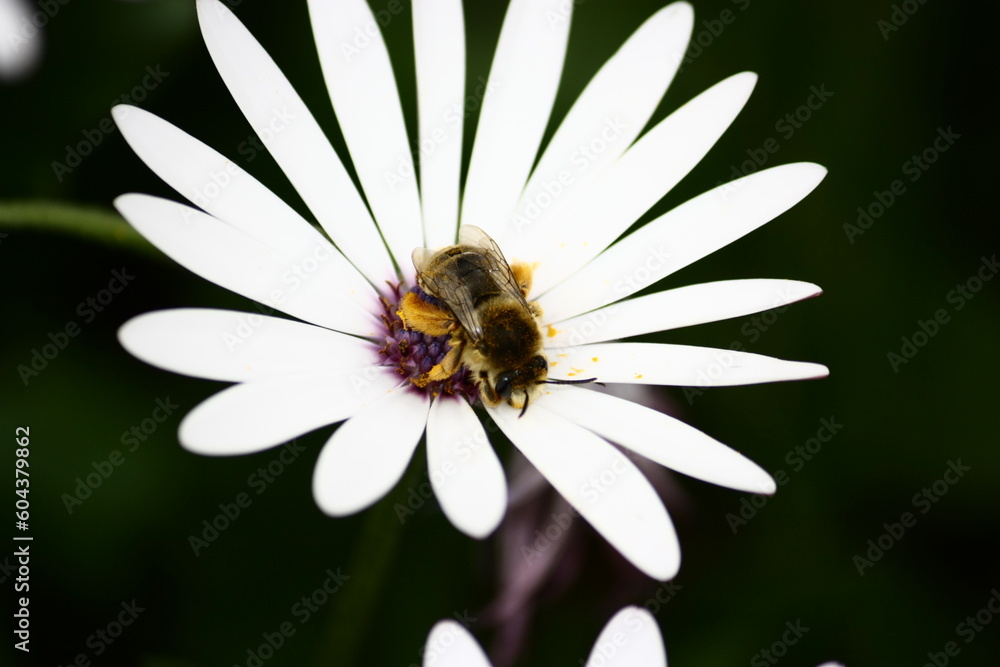 Abeja Abeja
