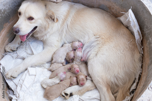 Mama dog golden retriever feeding a newborn puppy milk in a cement tube