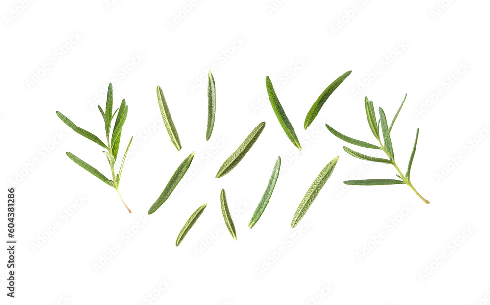 Rosemary on transparent png Rosemary on transparent png