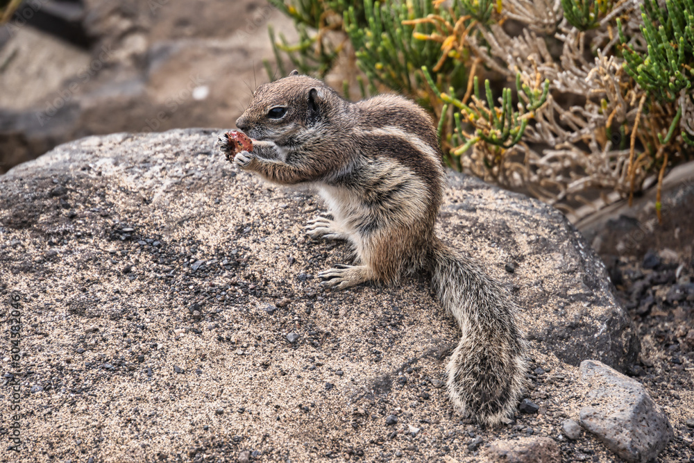 squirrel on a rock eating