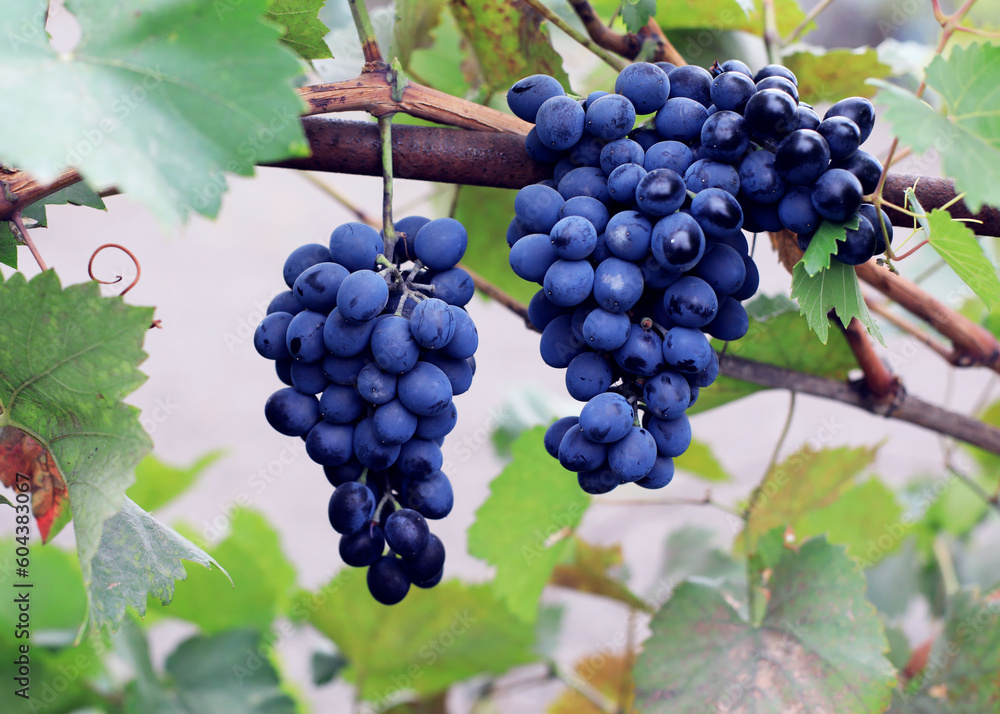 grapes on vine grapes on vine