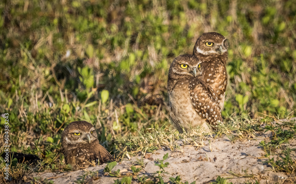 Three Burrowing Owls in Cape Coral Florida USA Three Burrowing Owls in Cape Coral Florida USA