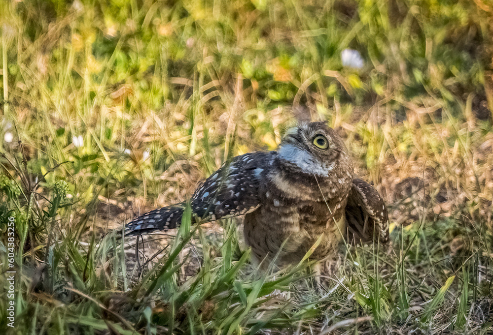 Burrowing Owl in Cape Coral Florida USA