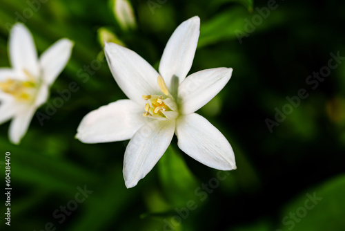 close-up. White flower in the garden. macro photography.  © andrey